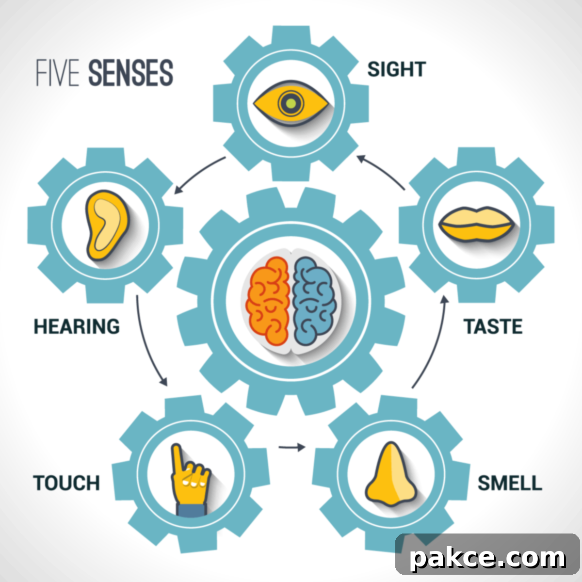 symbols of the 5 senses in a circle around a symbol of the brain