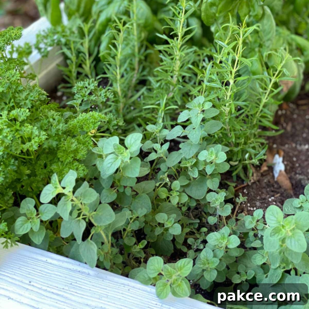 fresh-herbs-3019 Fresh herbs in a flowerbox