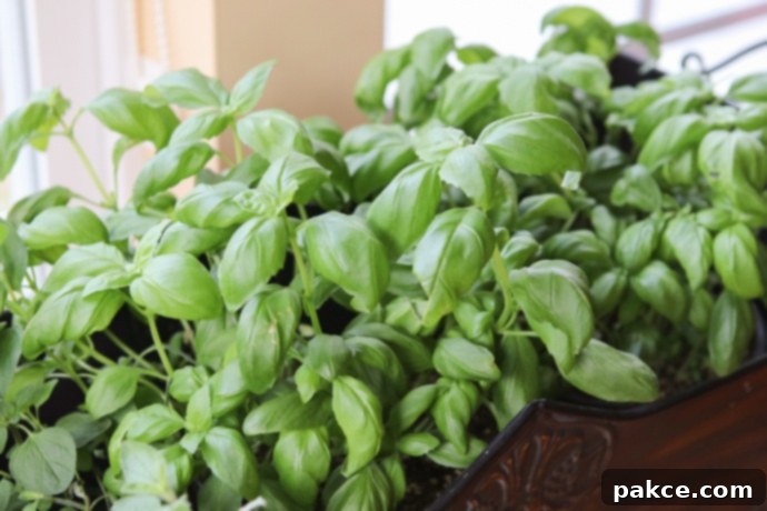 Cultivating Your Own Living Basil for Fresh Pesto A vibrant green basil plant thriving in a pot, ready for use in homemade pesto recipes.